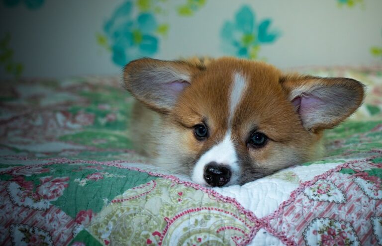 Cricbet99 Review: Innovative Betting Platform for Cricket Fans and the Power of 99exch